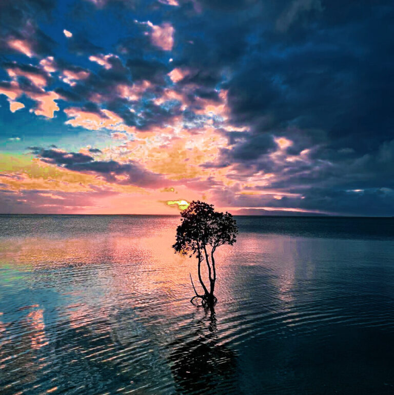 石垣島レンタカー1本マングローブ